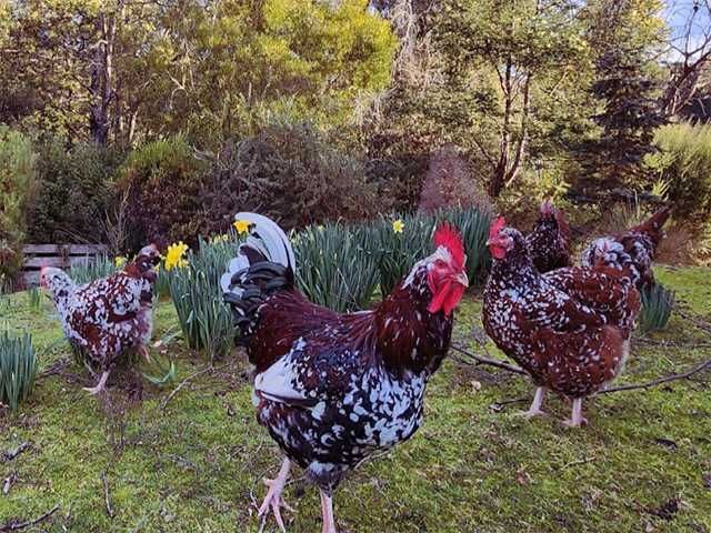 Яйце на інкубацію.Курчат. Суссекс колумбійський, фарфоровий, срібло.