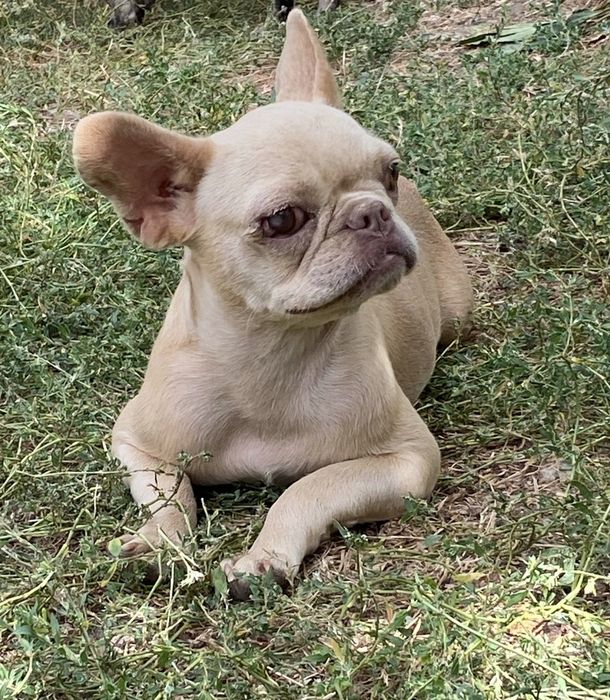 Кремова дівчинка в пет улюбленці