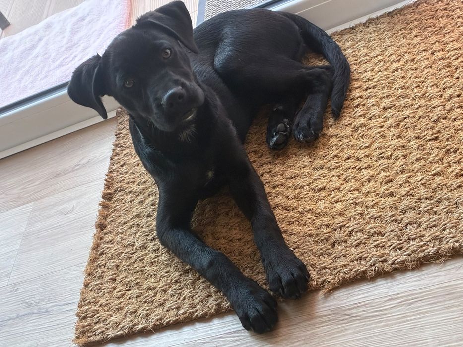 Cadela traçada labrador 5 meses