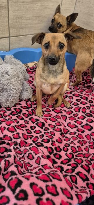 Dwa mikruski okolo 2 lata