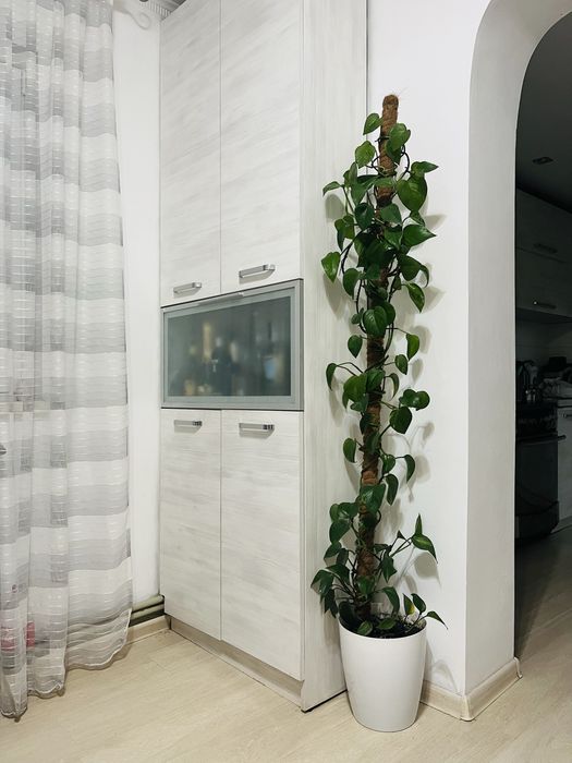 Вазон, кімнатна рослина епіпремнум 190 см