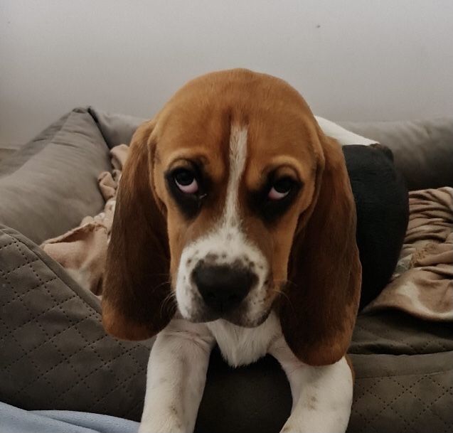 Beagle tricolr- możliwy paszport!