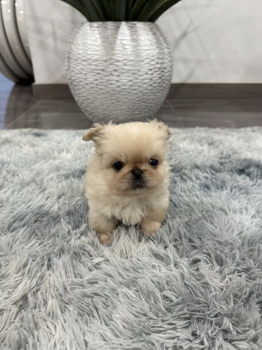 Pequinês/ Pequinoi miniatura