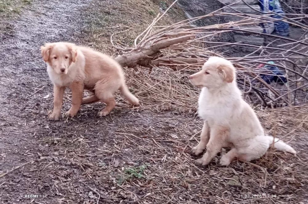 Золотистый ретривер