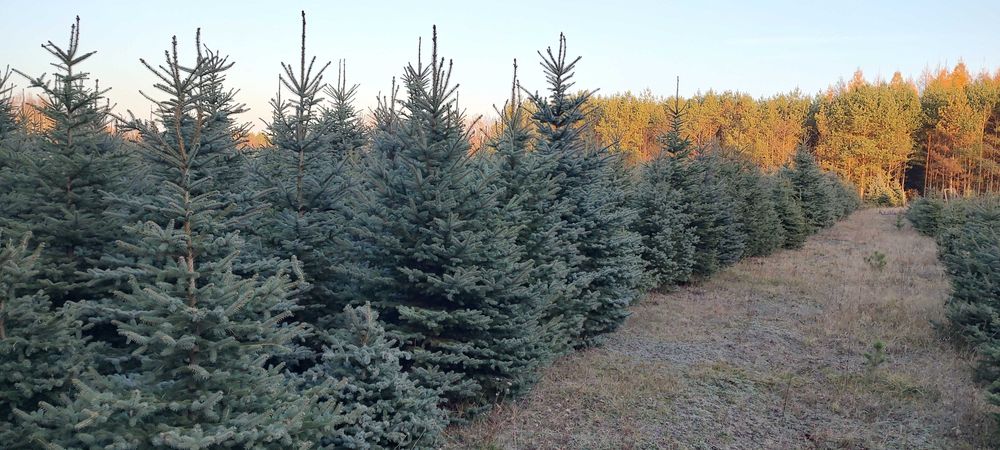 choinki hurtowe ilości świerk srebrny