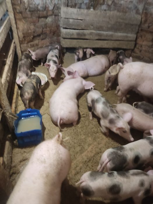 Продам поросят,м'ясна порода,доставка