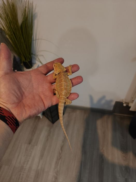Agama brodata młodzieży
