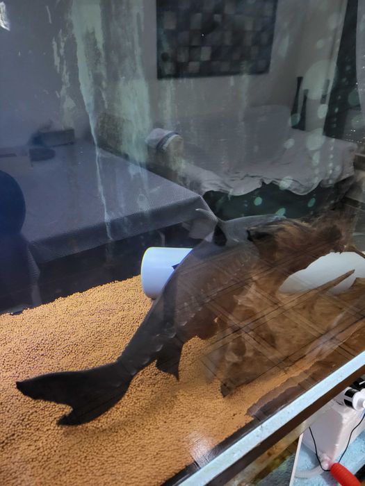 Arowana asitaca goden e outros