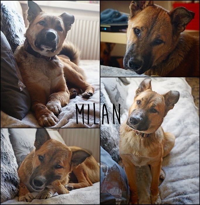 Milan - przeszedł piekło, teraz czas na spokój i miłość