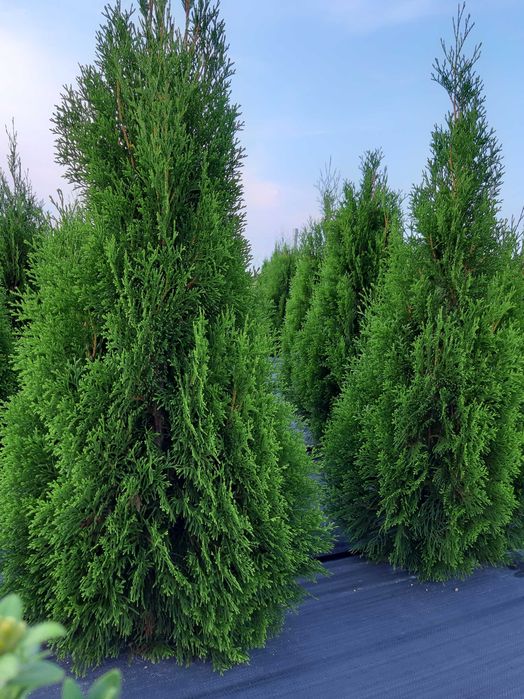 Tuja, tuje szmaragd 120-140 cm
