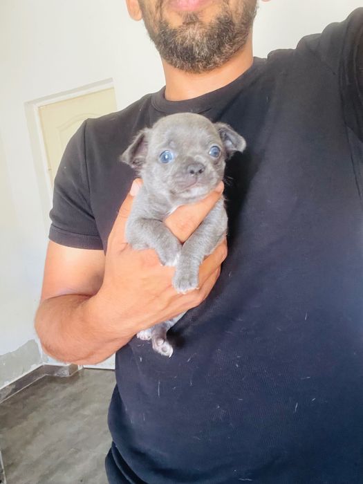 chihuahua macho azul