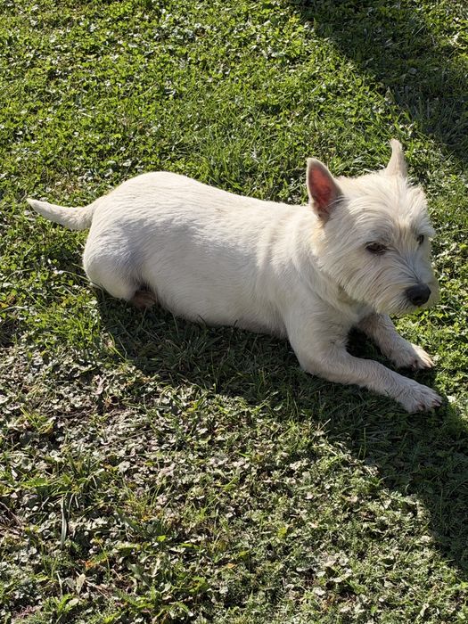 West Highland White Terrier