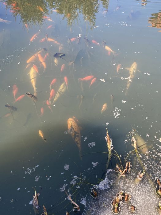 Ryby do oczka wodnego