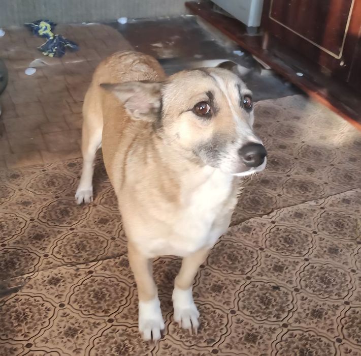 Молода собачка шукає родину!