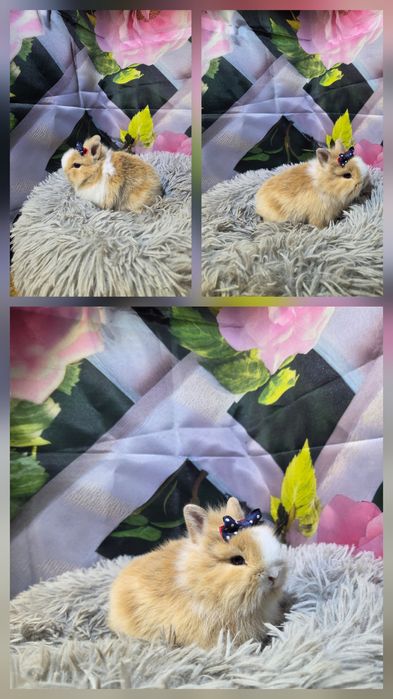 Karzełki teddy mini