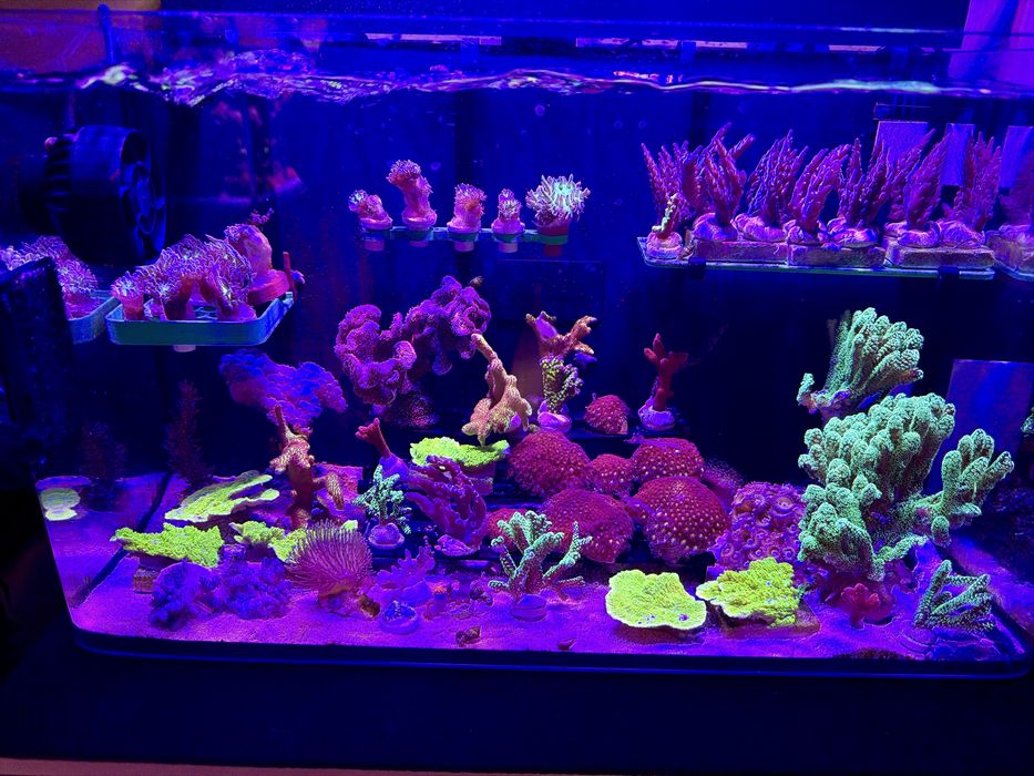 Zoanthus rasta - akwarium morskie