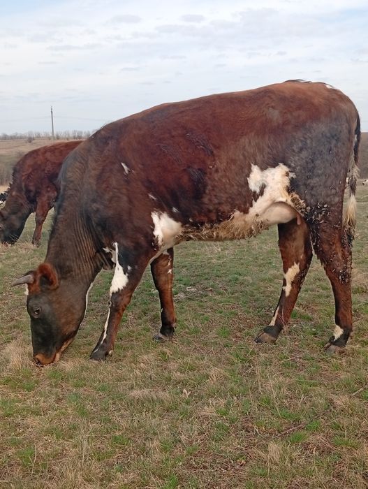 Продам глубокотільну теличьку