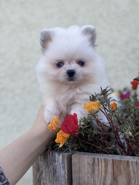 лялькова дівчинка тип ведмедика