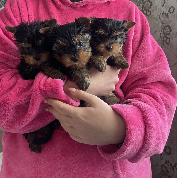 Йорчики цілувашки