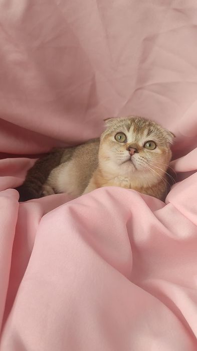 Девочка от ЗОЛОТОЙ шиншиллы