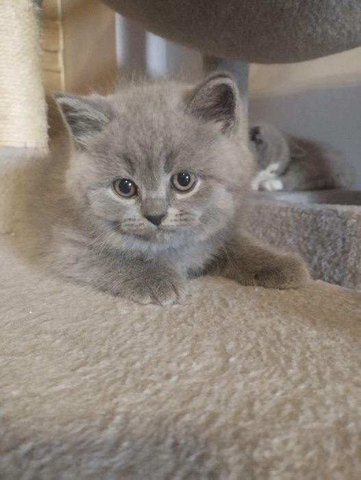 Kotka brytyjska krótkowłosa