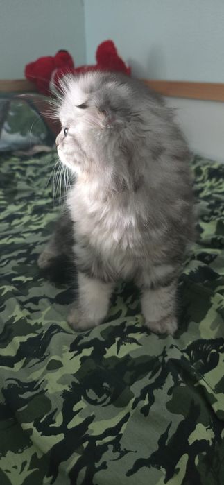 Gata Scottish Fold