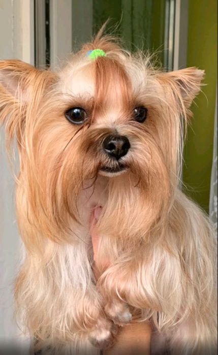 Вязка Йорк Трускавець