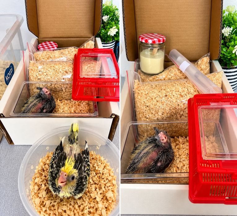 Kit para caturras e agapornis criados a mão