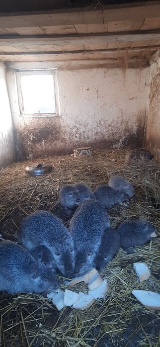 Продам молодих кроликів.