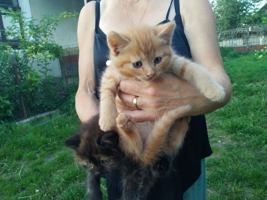 Віддам котят в добрі руки. НЕ ПИСАТИ В ОЛХ! Тільки дзвінки