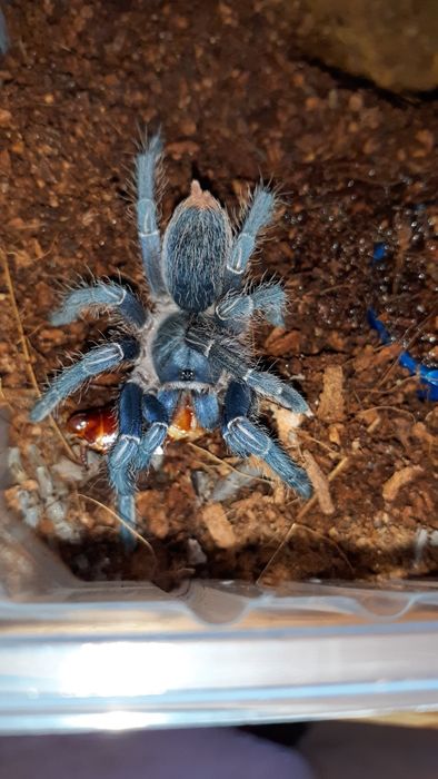 Aphonopelma seemanni samica 2,5dc