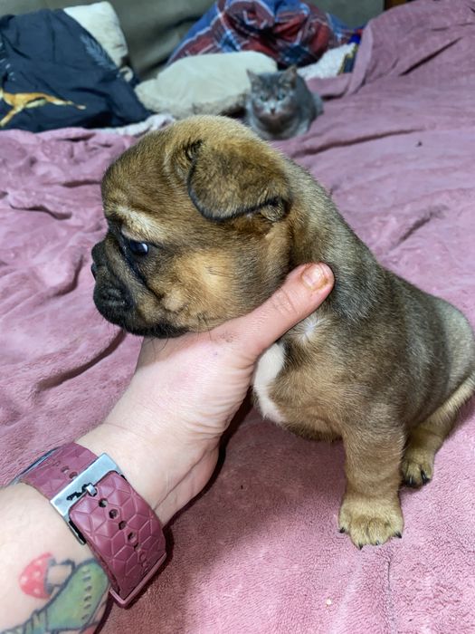 Великий хлопчик французик