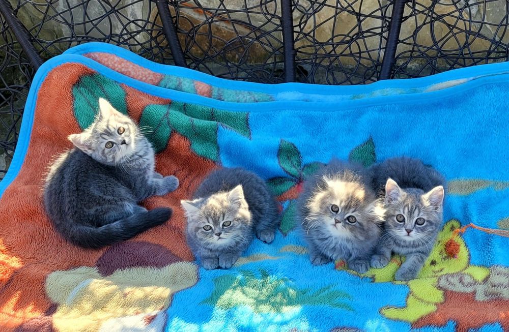 Шотландські кошенята!