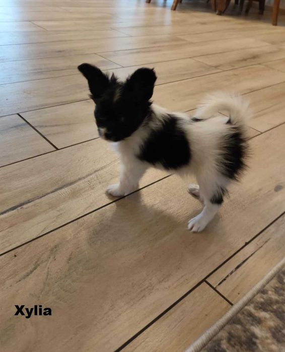 suczka papillon ZKwP