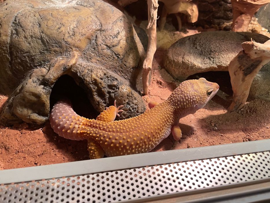 Gekon lamparci dorosła samiczka