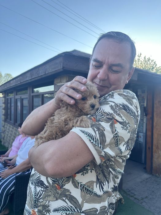 Собачки міні мальтипу