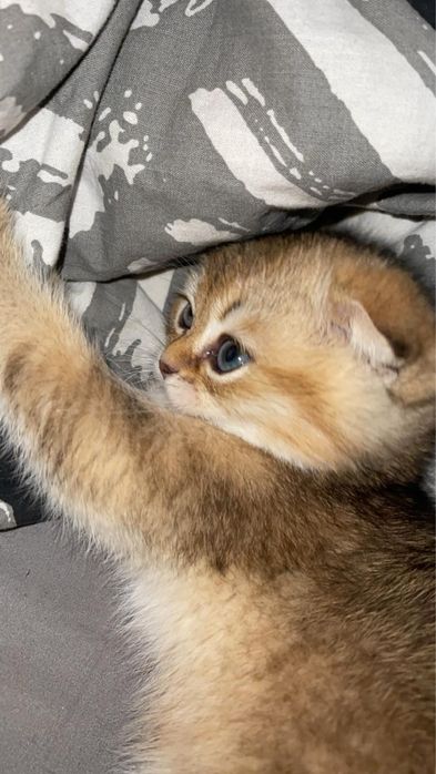 золота шиншила чистокровна