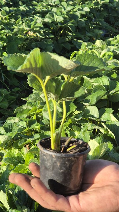 Стаканна розсада полуниці