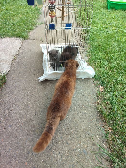 Продам хлопчика британця