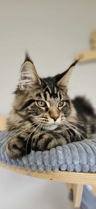 Kotka Maine Coon- KARMEN