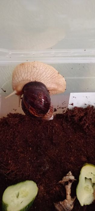 Равлики ахатини віддам безкоштовно