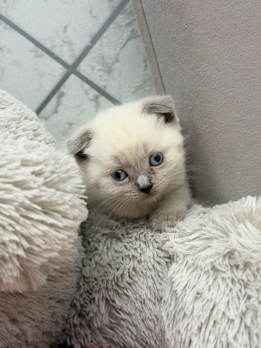 Котята скотиш фолд