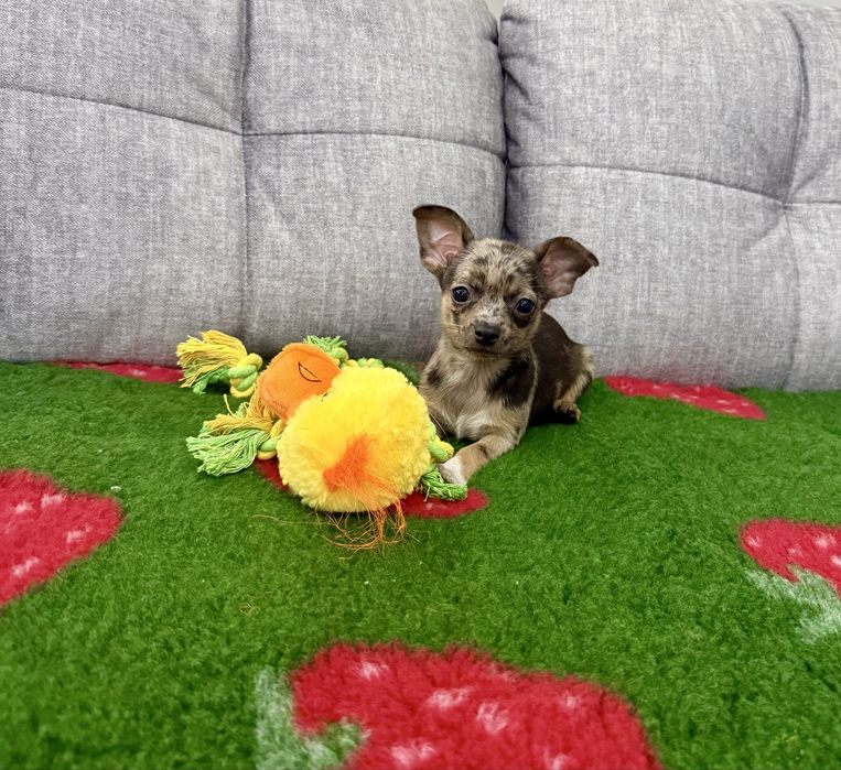 Chihuahua mini piesek red merle Rasti