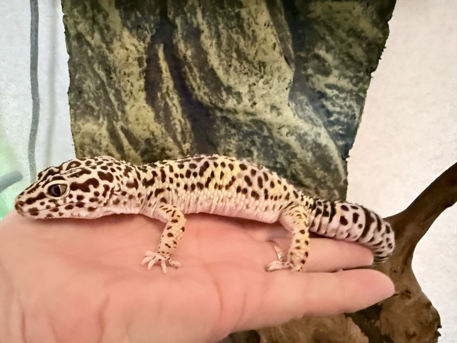 Еубліфар з тераріумом