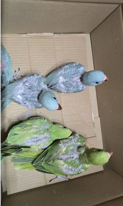 Papagaio amazonas/ ring neck demosticados