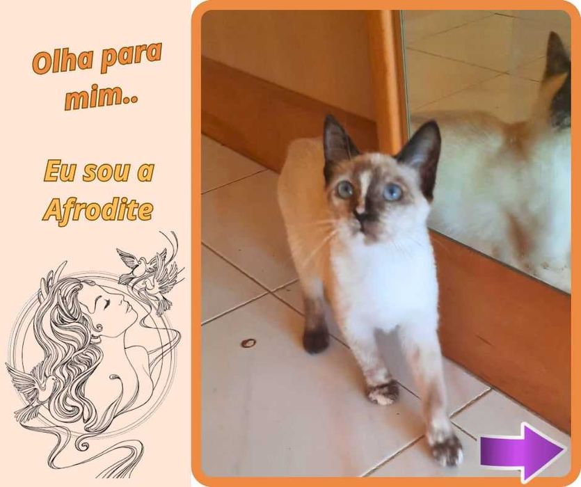 Gatinho para adoção - Ninhada dos Deuses