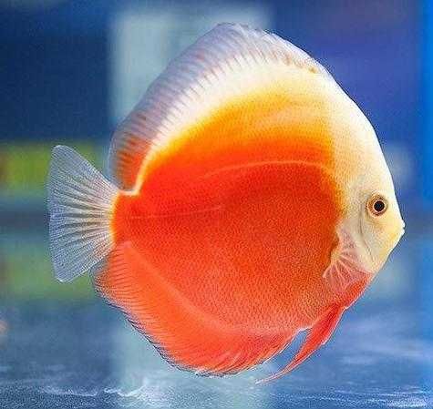 MISIEKZOO Dyskowce - Paletka Red White / Rozmiar 9 -10 cm / Różne