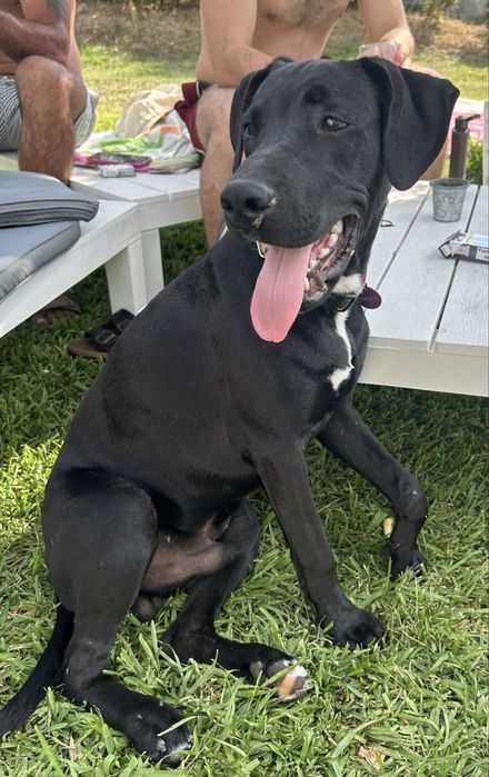 Cachorro para adoção responsável- URGENTEMENTE