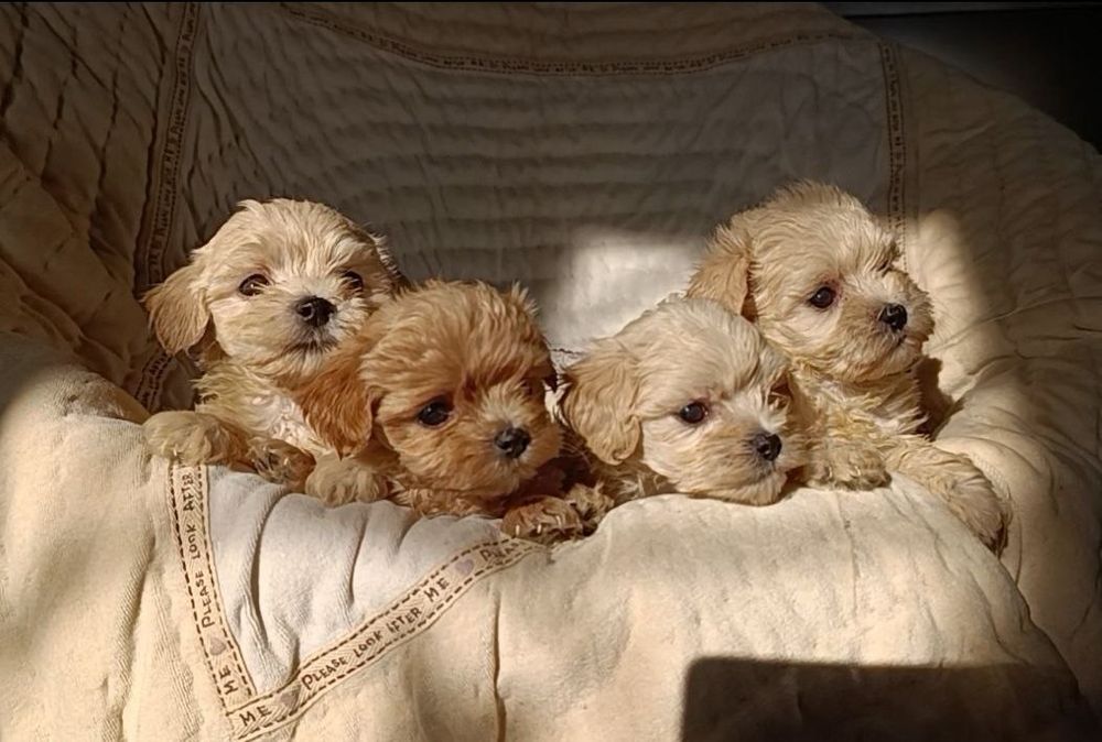 Мальтипу мини девочки и мальчики F1