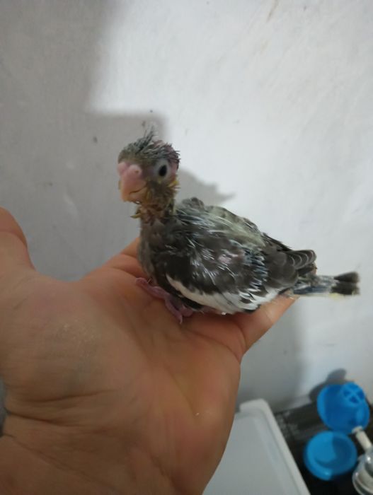 Caturras para acabar de criar a mão